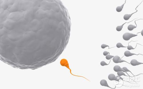 為了見到卵子，你知道精子要闖多少關嗎？
